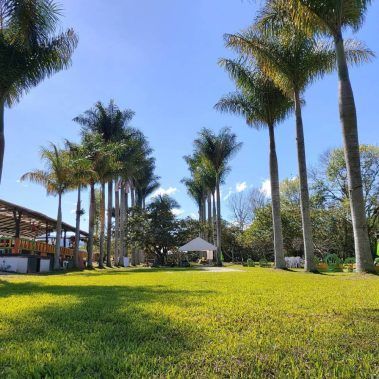 Palmeras en el Restaurante Finca Los Lagos