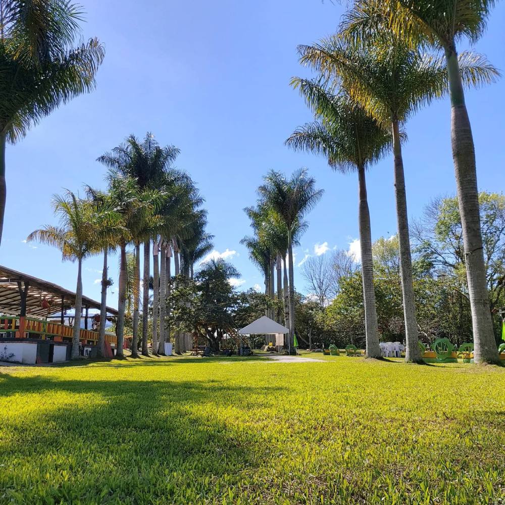 Palmeras en el Restaurante Finca Los Lagos