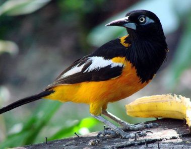 el Turpial Naranja en el restaurante Finca Los Lagos