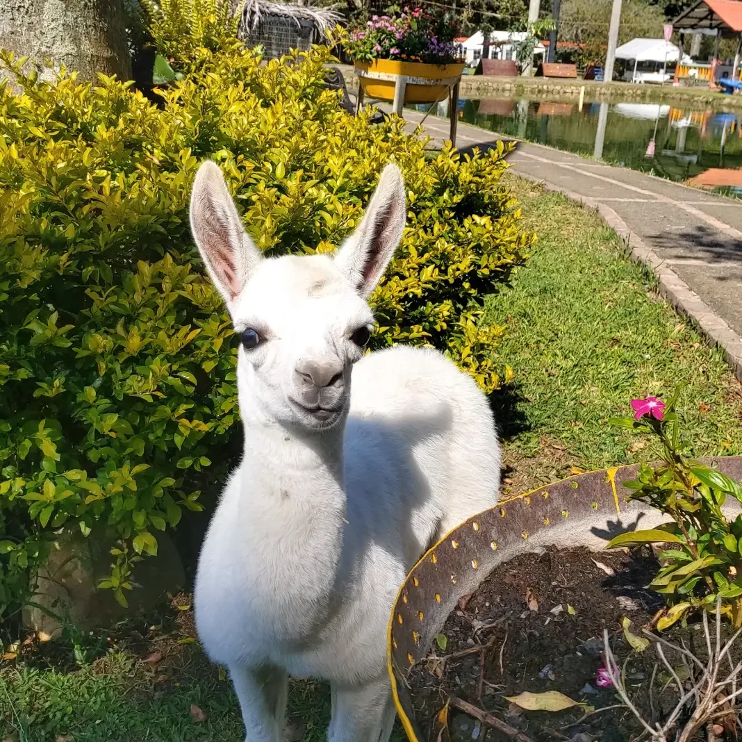 llama en la zona campestre del restaurante finca los lagos Togui en Boyacá