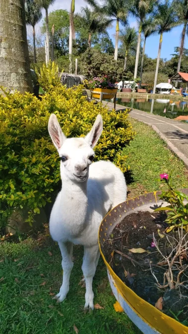 llama en la zona campestre del restaurante finca los lagos Togui en Boyacá