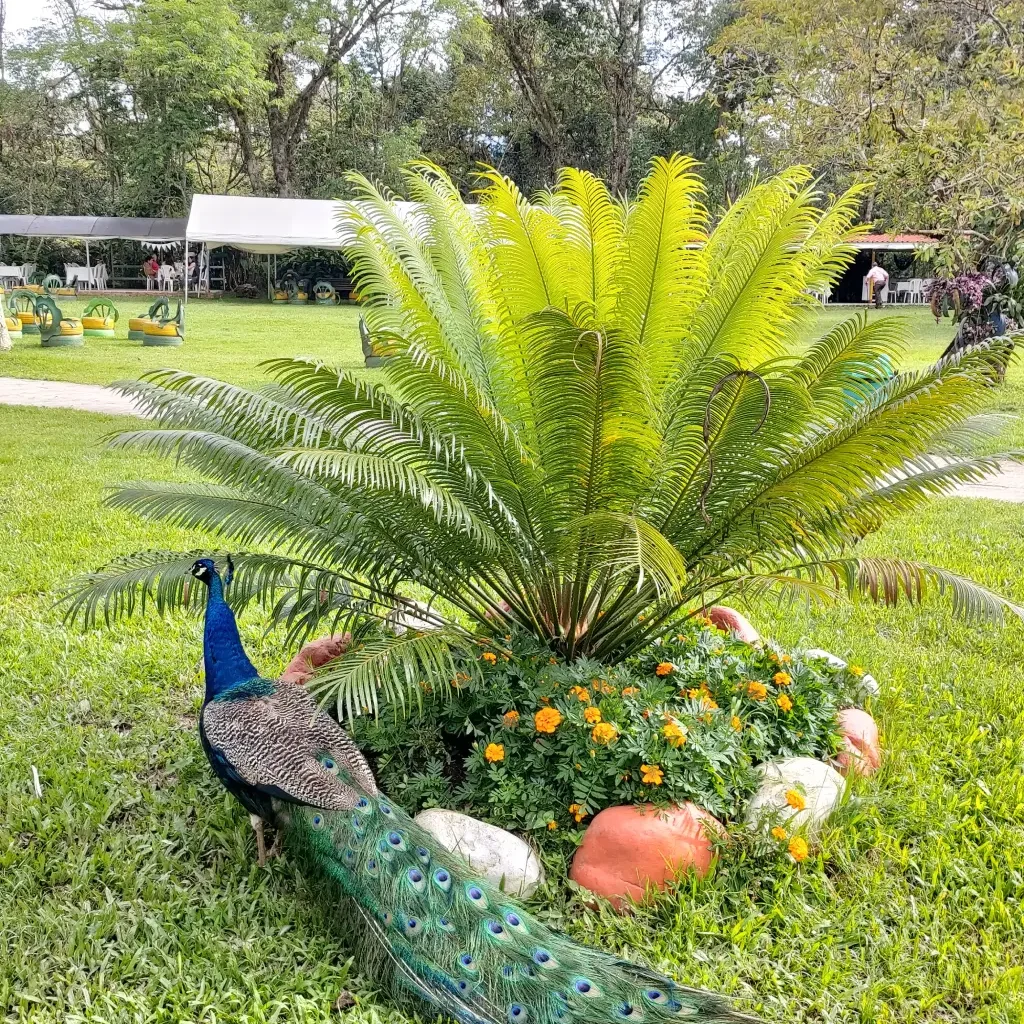 pavo real con plumaje intenso en el Restaurante Campestre Finca Los Lagos en Togui en Boyaca