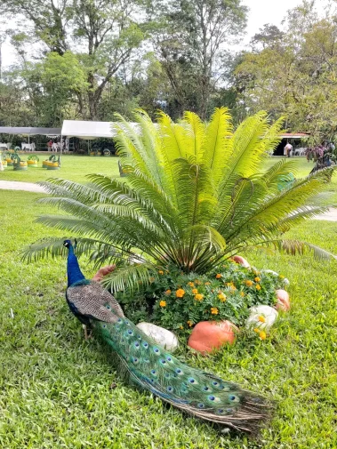 pavo real con plumaje intenso en el Restaurante Campestre Finca Los Lagos en Togui en Boyaca