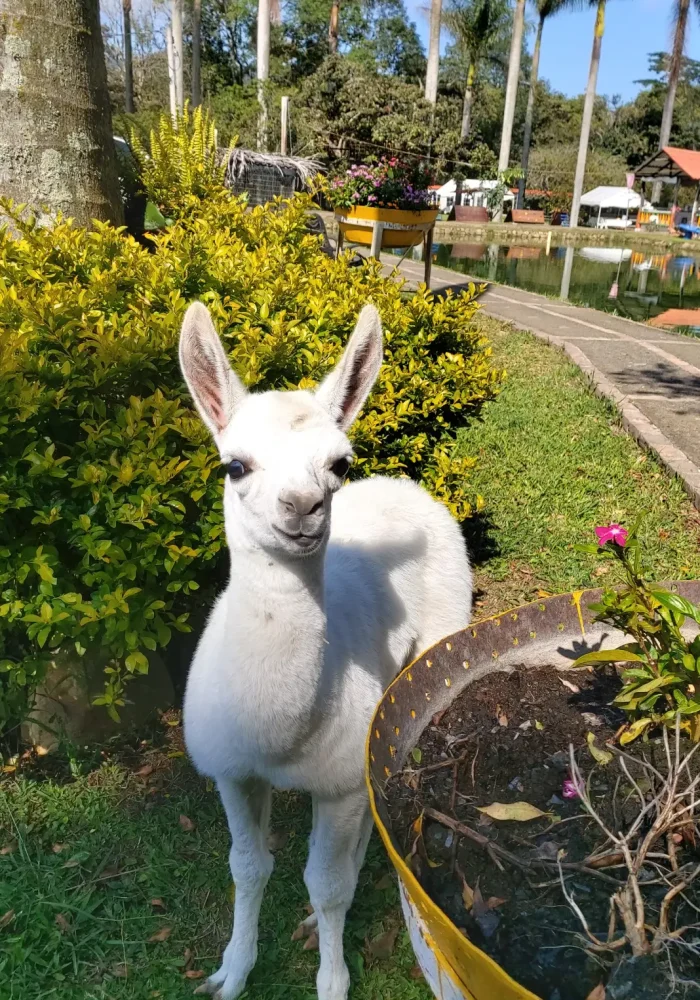 pequeña llama blanca en el Restaurante Finca Los Lagos en Togui Boyaca pequeña llama blanca en el Restaurante Finca Los Lagos en Togui Boyaca
